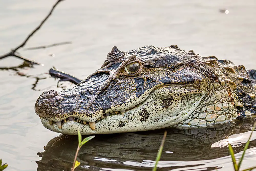 Broad-snouted Caiman