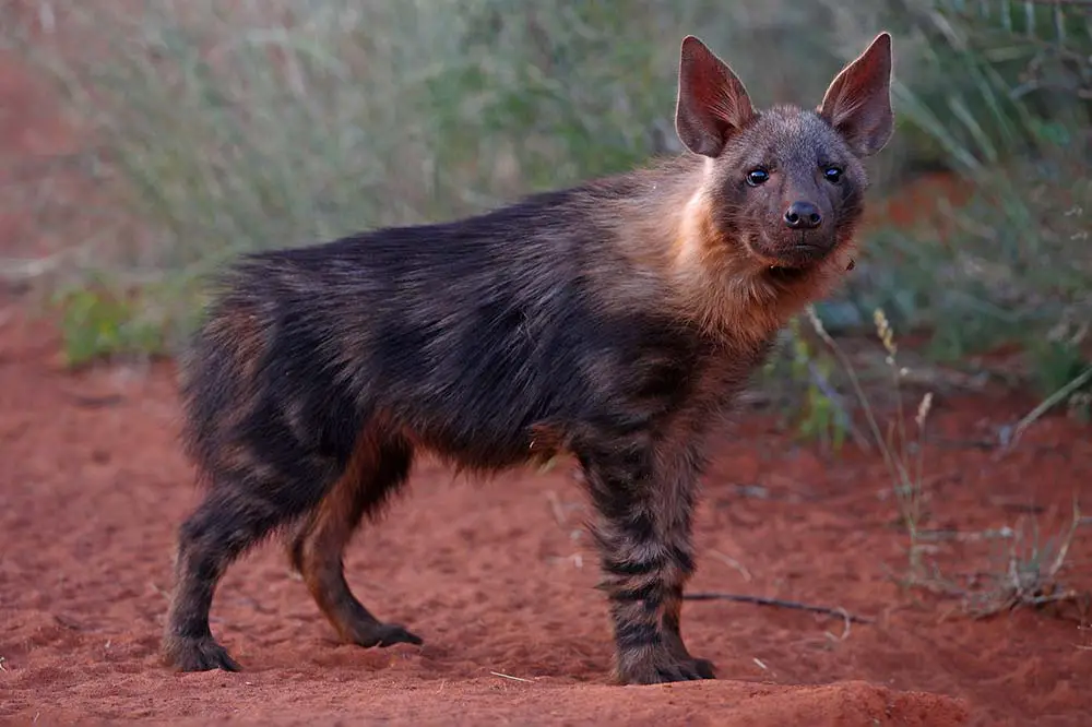 Brown hyena juvenile