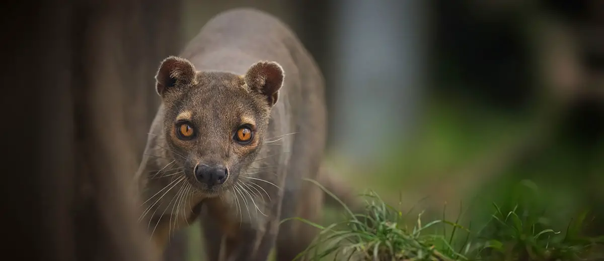 The Closest Relatives to Cats