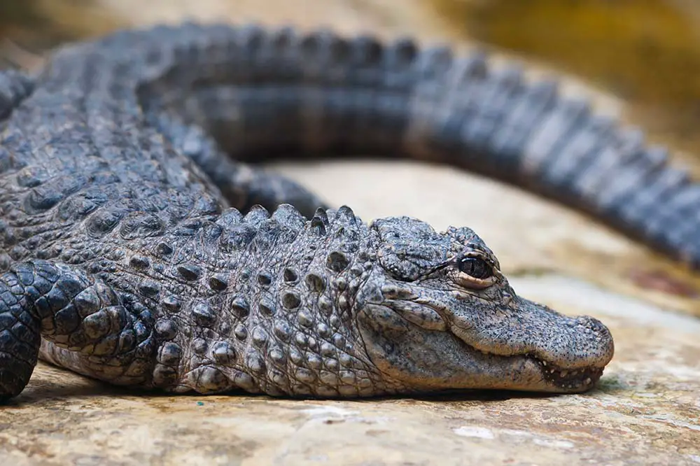 Chinese Yangtze alligator