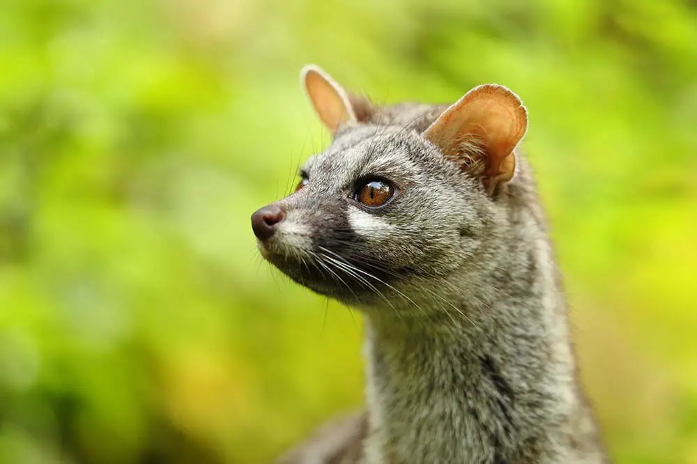 Common genet