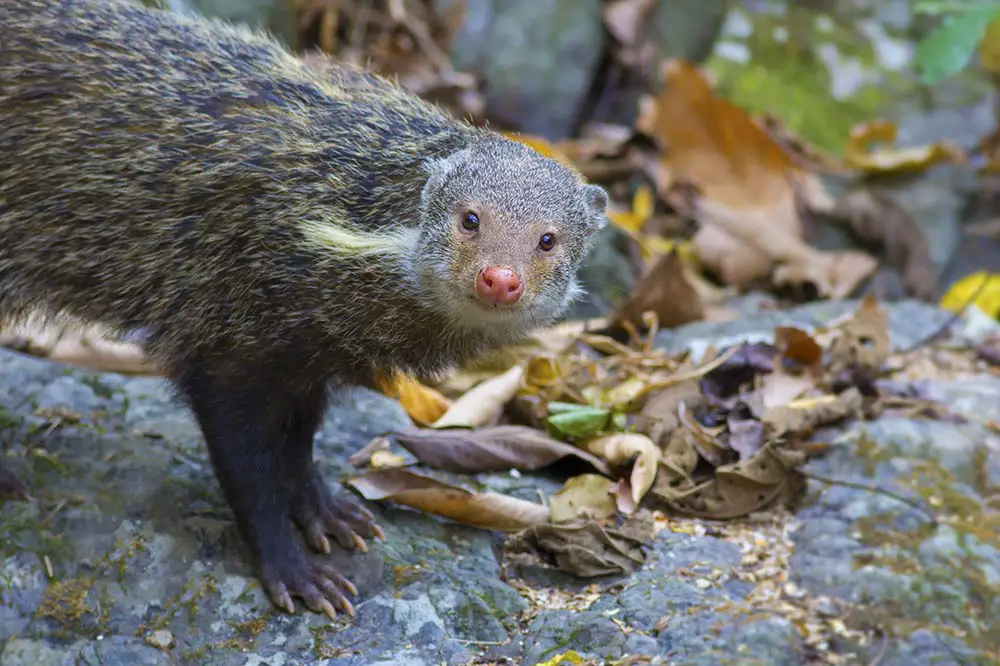 Crab-eating mongoose