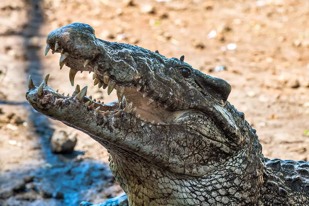 Cuban Crocodile in Cuba