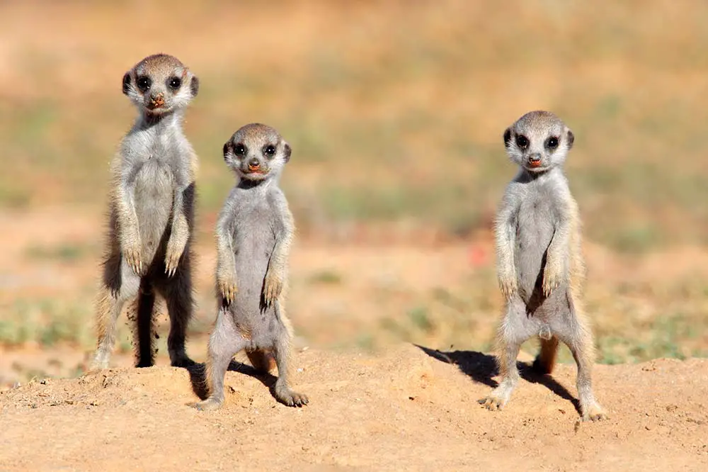 Cute meerkat babies in the Kalahari desert