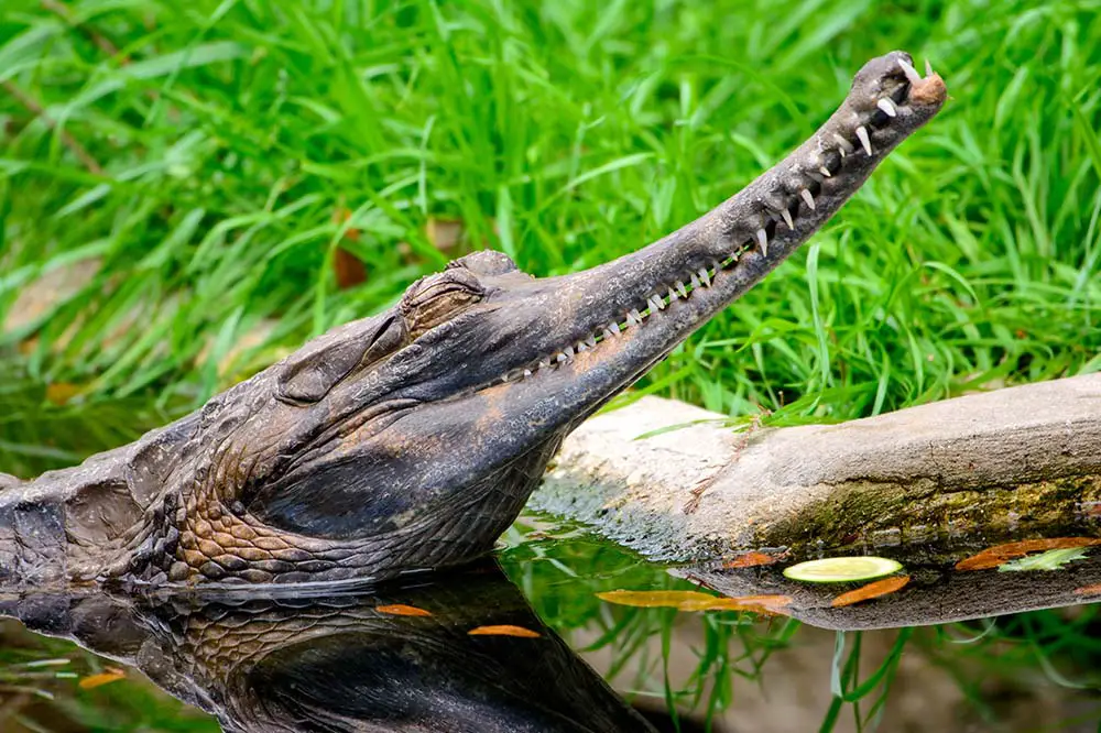False gharial or tomistoma