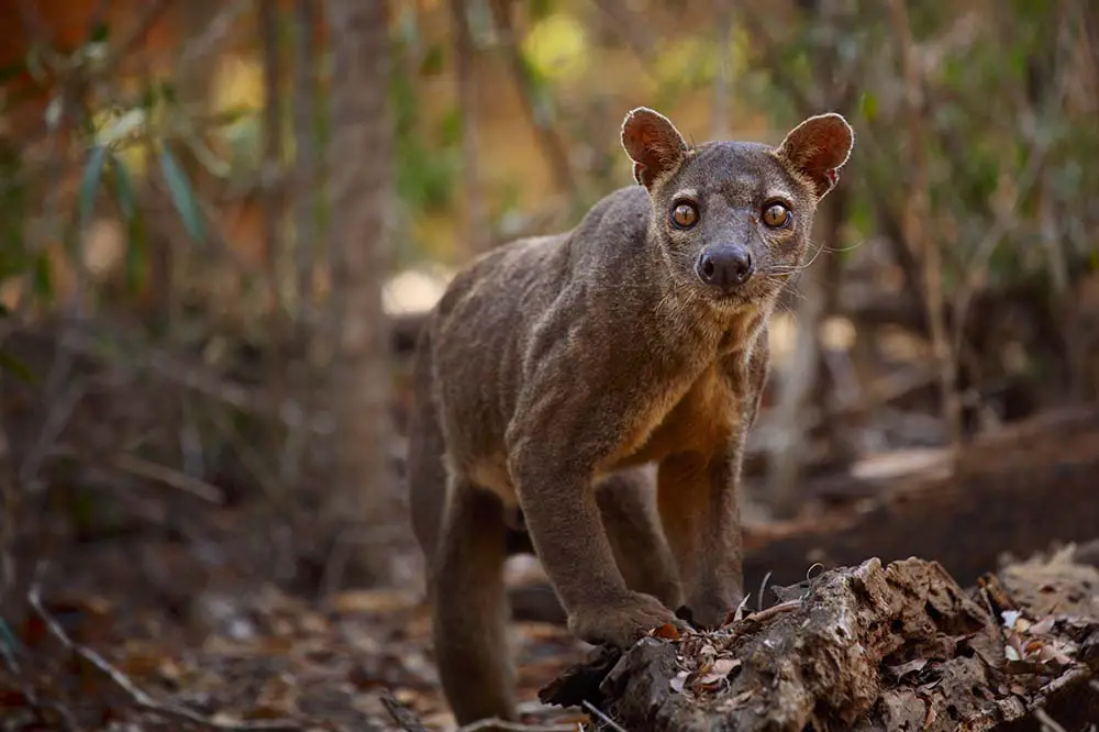 Fossa in Madagascar