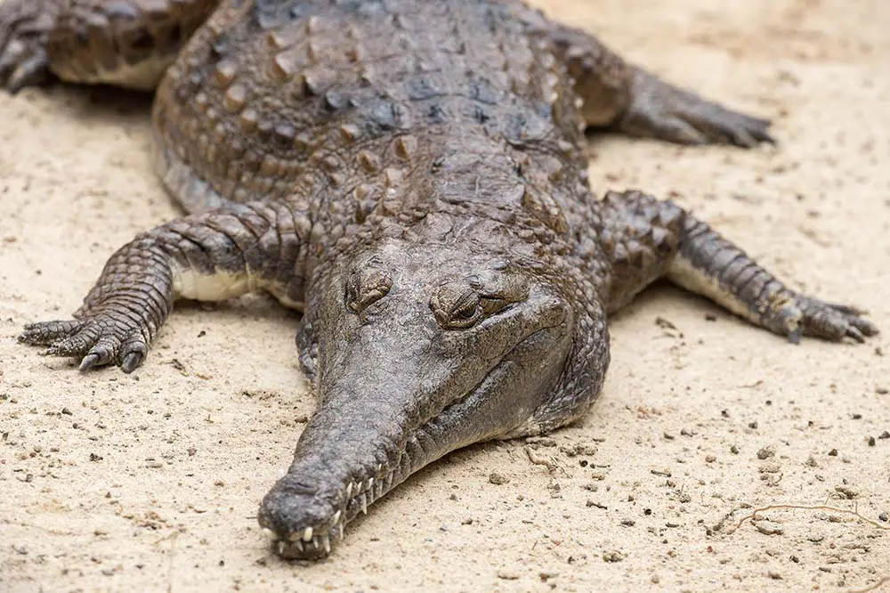 Fresh Water Crocodile