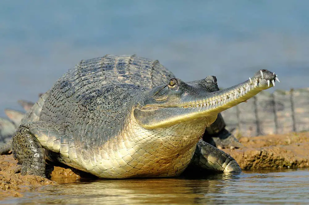 Gharial on a riverbank