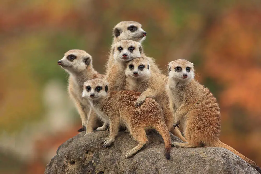 Group of Meerkats