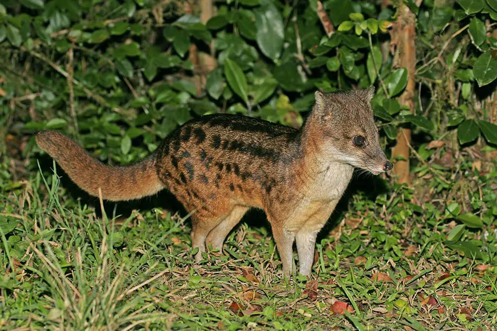 Malagasy or striped civet