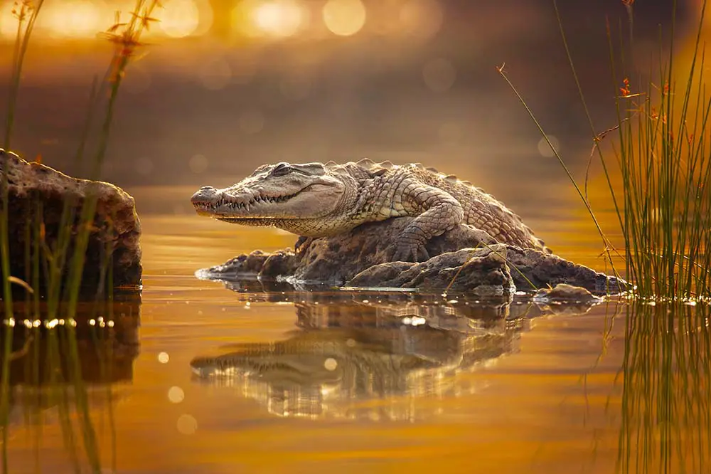 Mugger crocodile