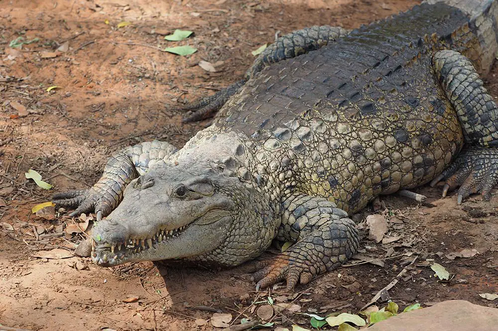 New Guinea crocodile