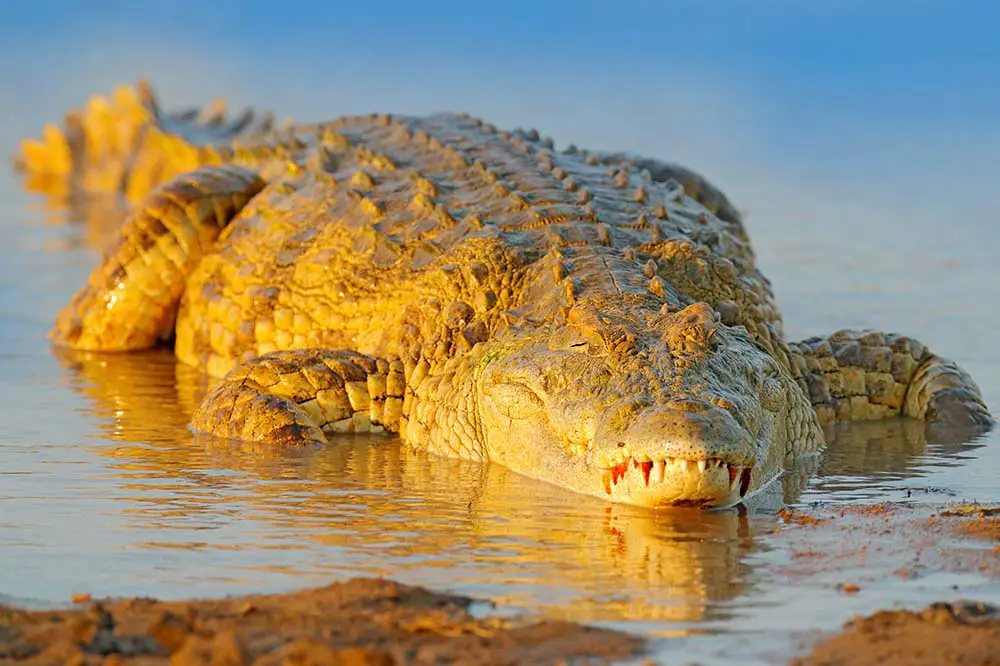 Nile crocodile Okavango delta, Botswana