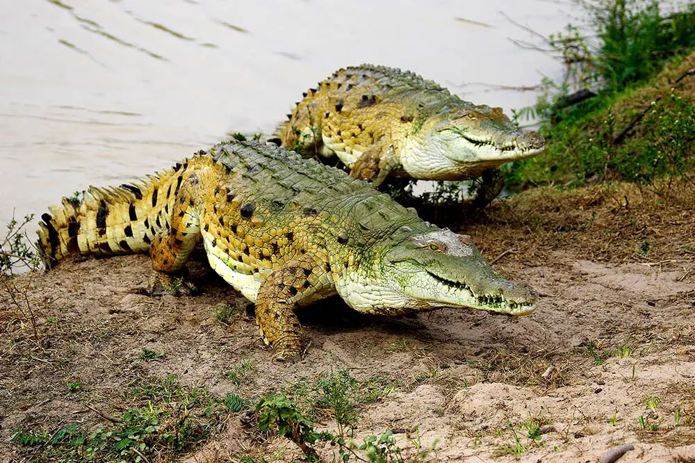 Orinoco Crocodile in Los Lianos, Venezuela