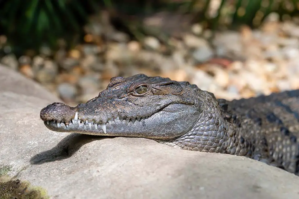 Philippine Crocodile