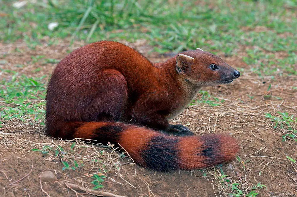 Ring-tailed vontsira in Madagascar