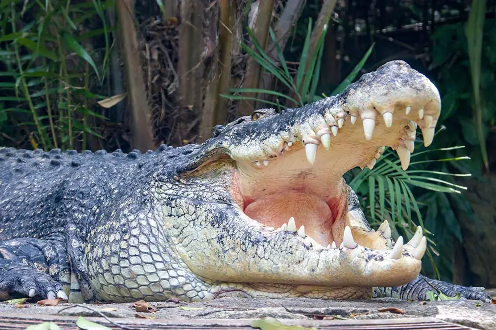 Saltwater Crocodile