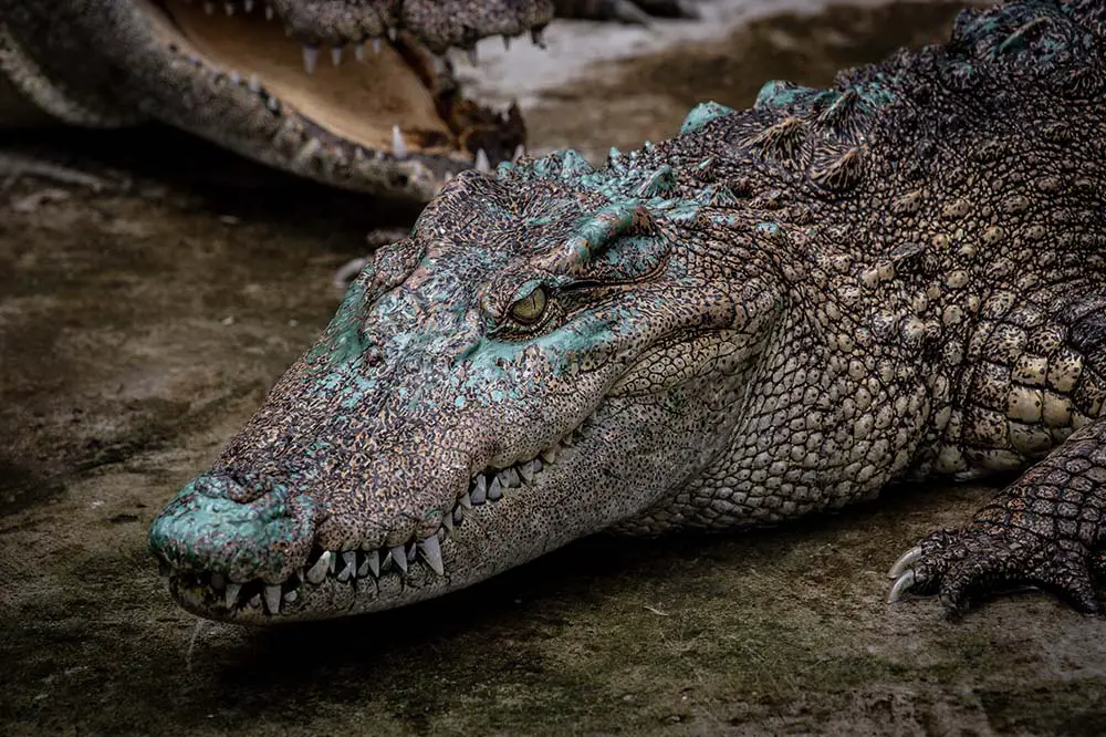 Siamese Crocodile in Thailand