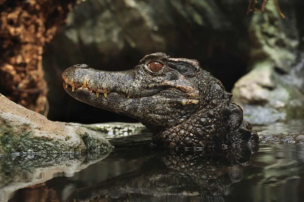 Smooth-fronted caiman