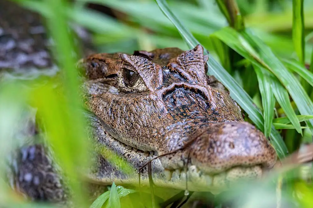 Spectacled caiman in Costa Rica