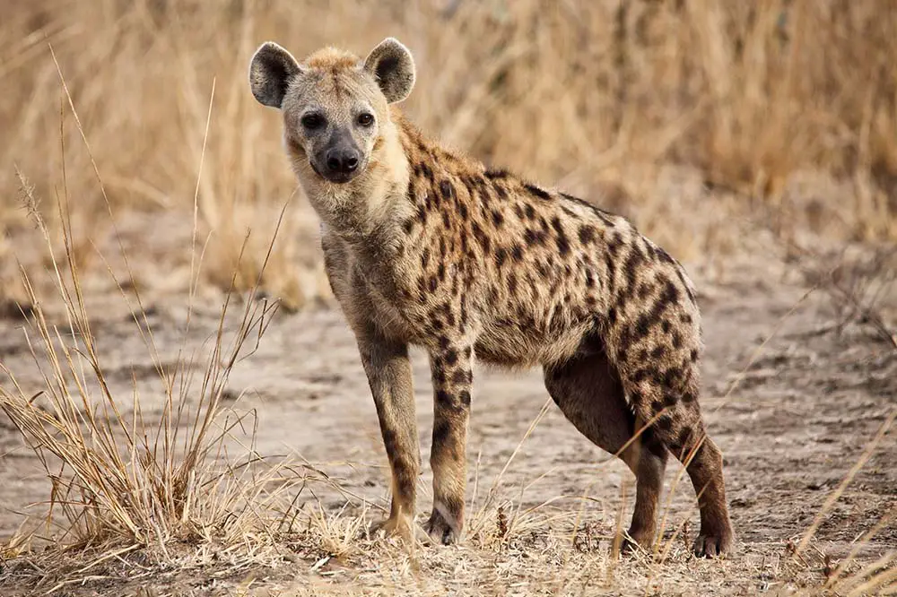 Spotted hyena in Luangwa National Park, Zambia