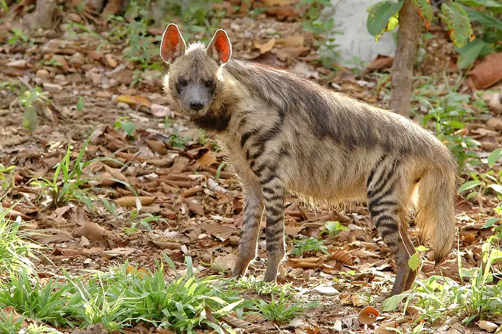 Striped hyena