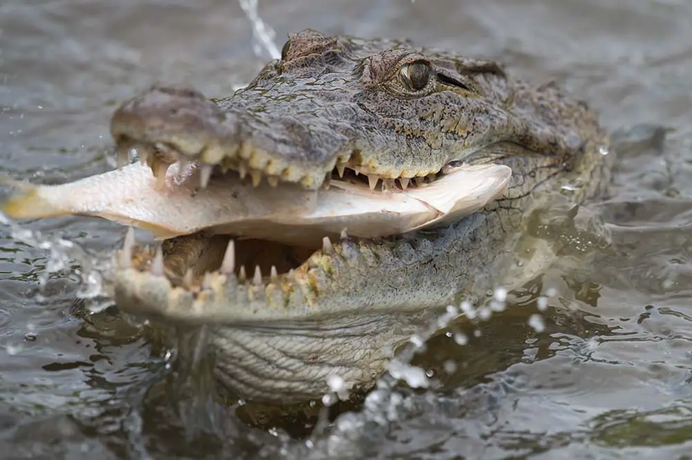 West African Crocodile eating a fish