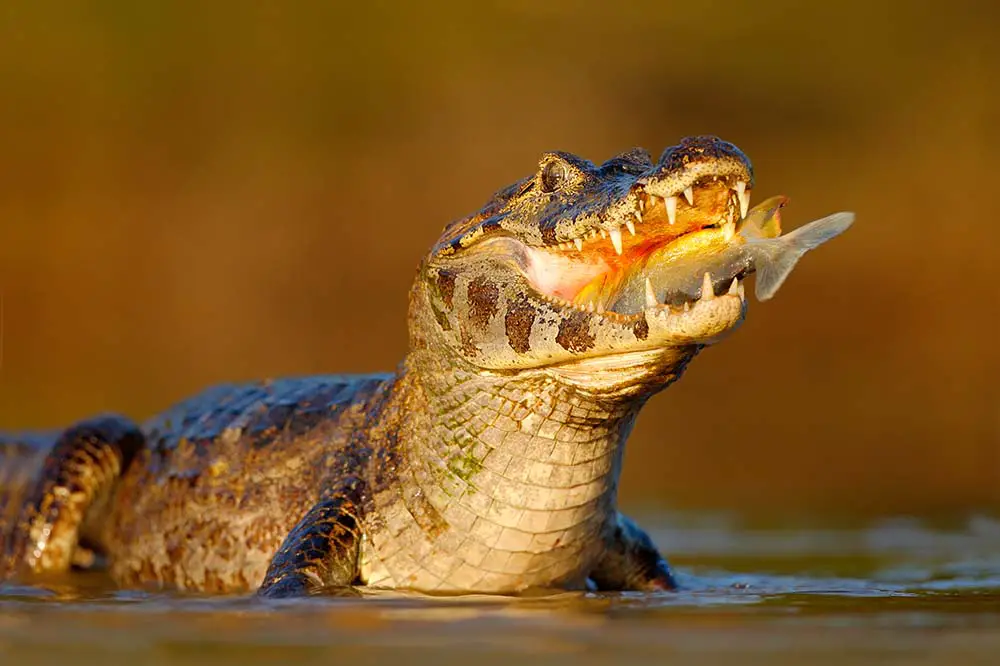 Yacare caiman