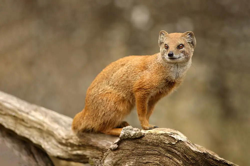 Yellow mongoose