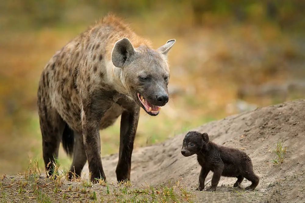Young hyena pup