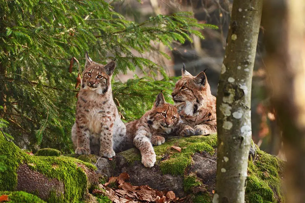 Beautiful Eurasian lynx family in the European forest