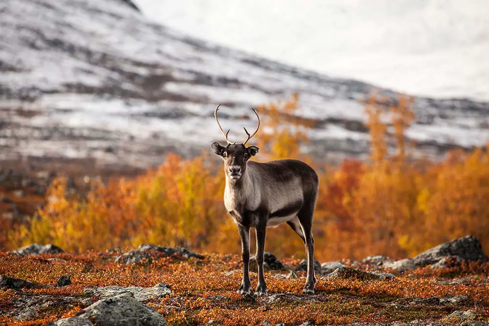 Reindeer in the autumn in Abisko national park, Sweden