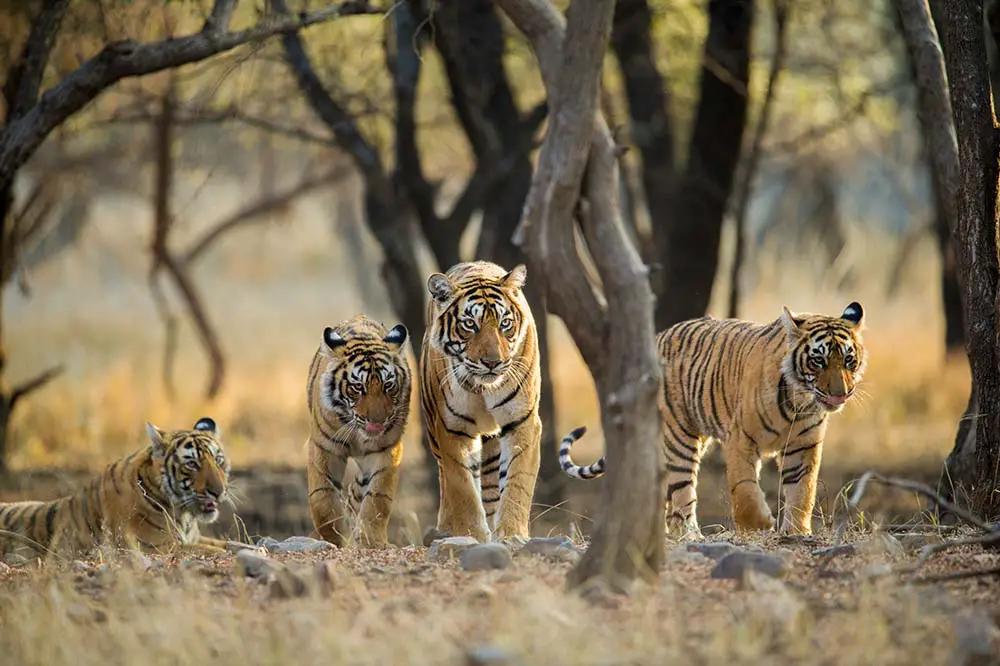 Tiger family taking an early morning stroll in Ranthambore National Park, Rajasthan, India