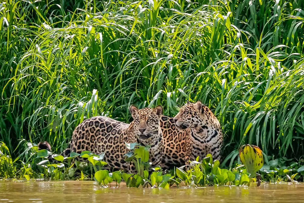 Two Jaguar brothers in the Pantanal Wetlands, Mato Grosso, Brazil