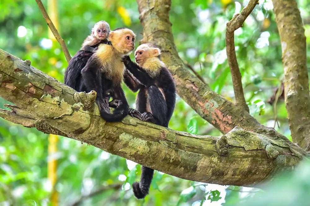 Group of capuchin monkeys on the branch of tree in Manuel Antonio National Park, Costa Rica Simon