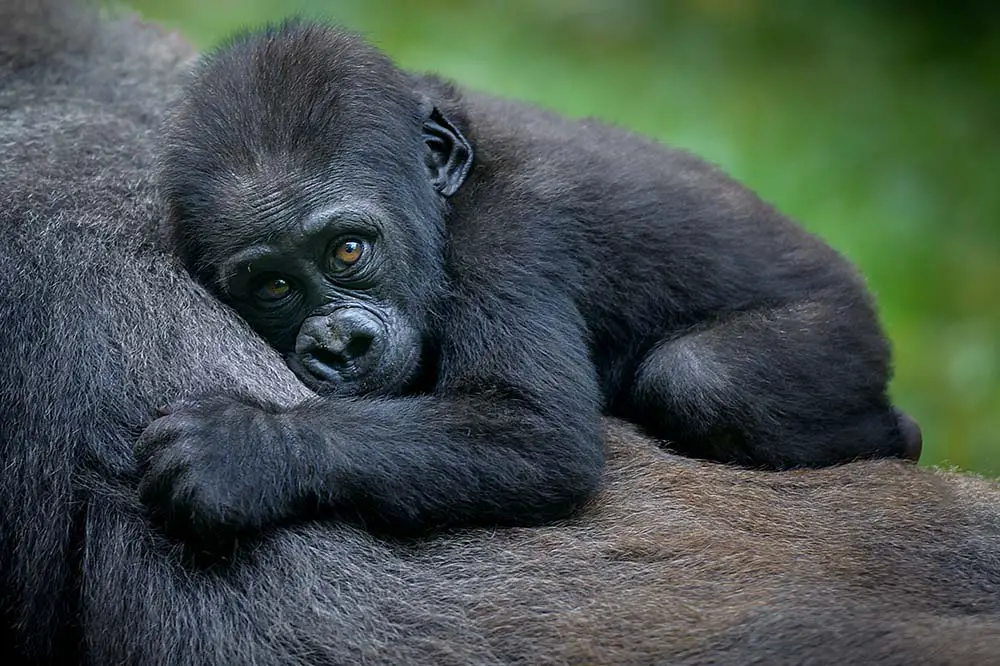 Baby mountain gorilla clinging to mother in Virunga national park, DRC