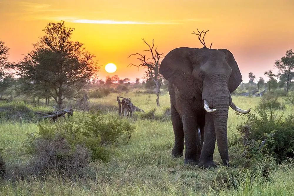 African Elephant in Kruger national park South Africa