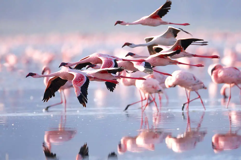 Lesser flamingos at Lake Nakuru National Park, Kenya