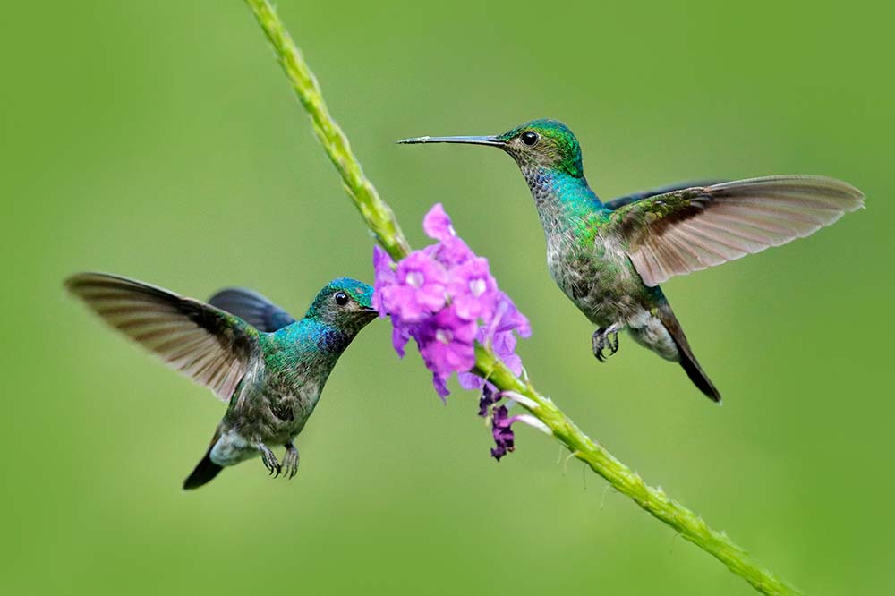 Pair of Charming Hummingbirds found in Manuel Antonio National Park, Costa Rica