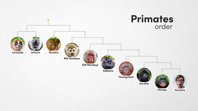 The Evolution of Primates is a Crazy Story - Textbook Travel