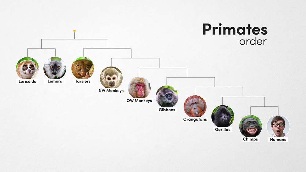 Primates Order