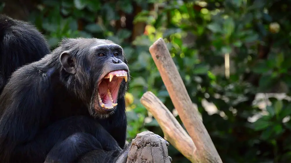 Chimpanzee showing large canines