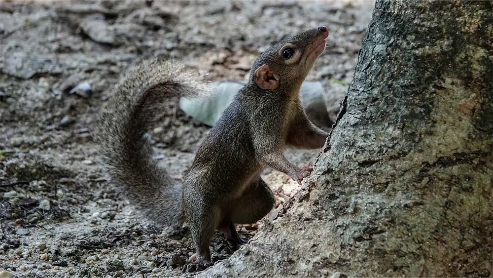 Northern treeshrew