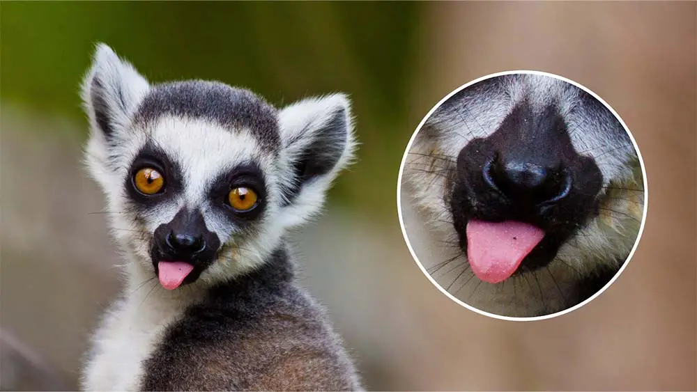 Ring-tailed lemur