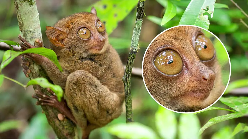 Philippine Tarsier