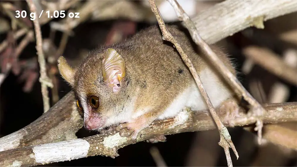 Madame Berthe's mouse lemur