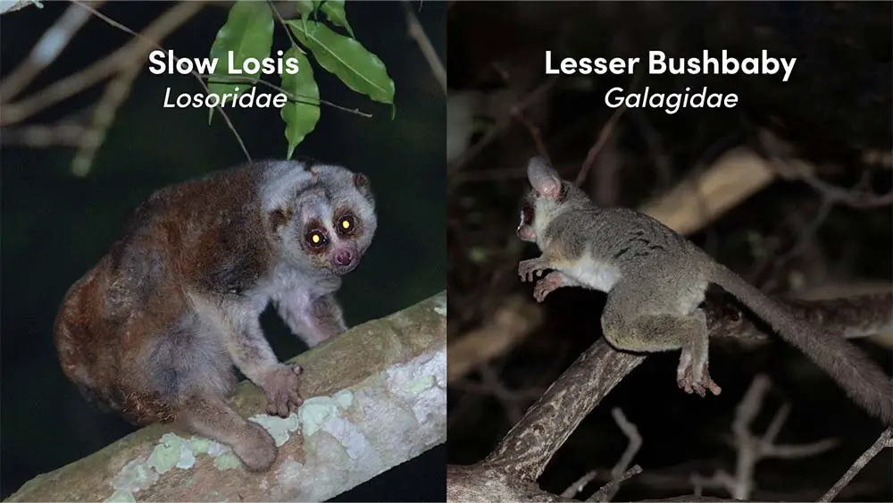 Comparison between Losoridae and Galagidae