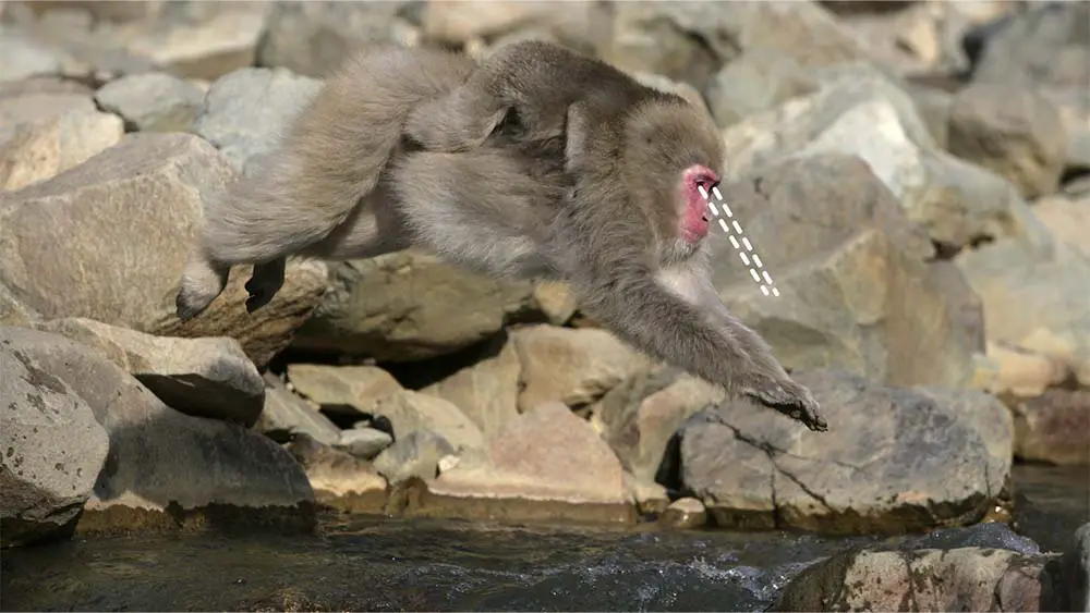 Japanese macaque with young on back jumping across water