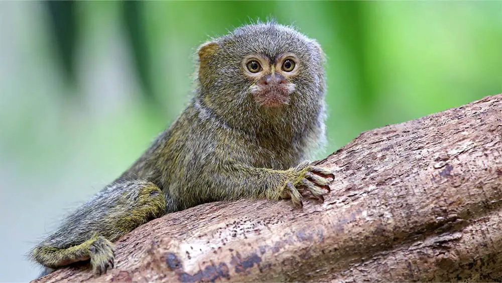 Western pygmy marmoset