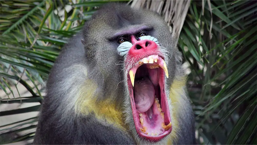 Mandrill yawning